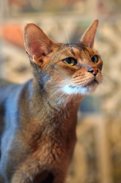 Schöne Junge Abyssinische Katze Porträt — Stockfoto