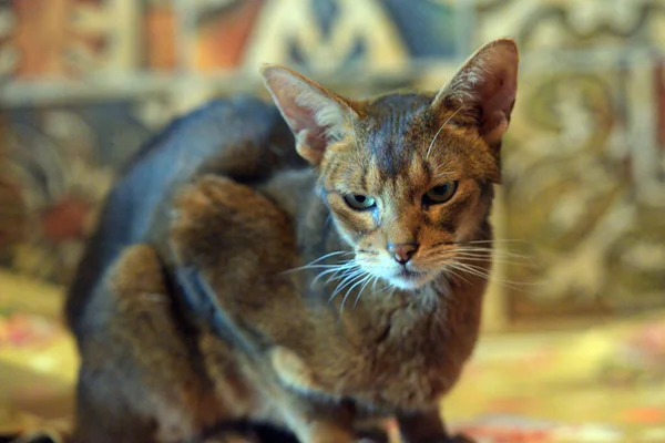 Güzel Genç Habeşistan Kedi Portresi — Stok fotoğraf