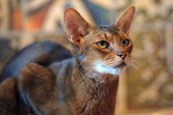 Güzel Genç Habeşistan Kedi Portresi — Stok fotoğraf