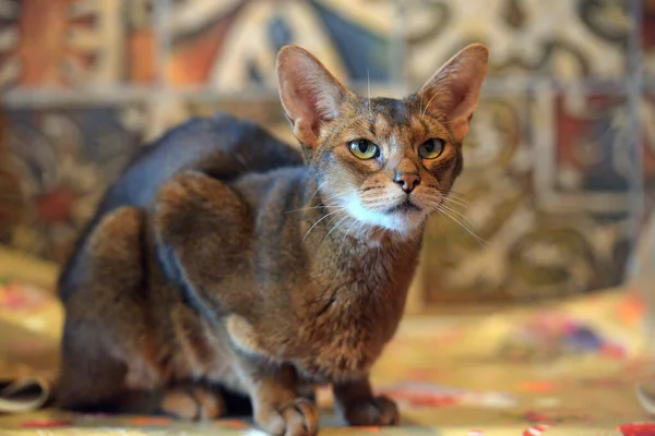 Belo Jovem Retrato Gato Abissínio — Fotografia de Stock