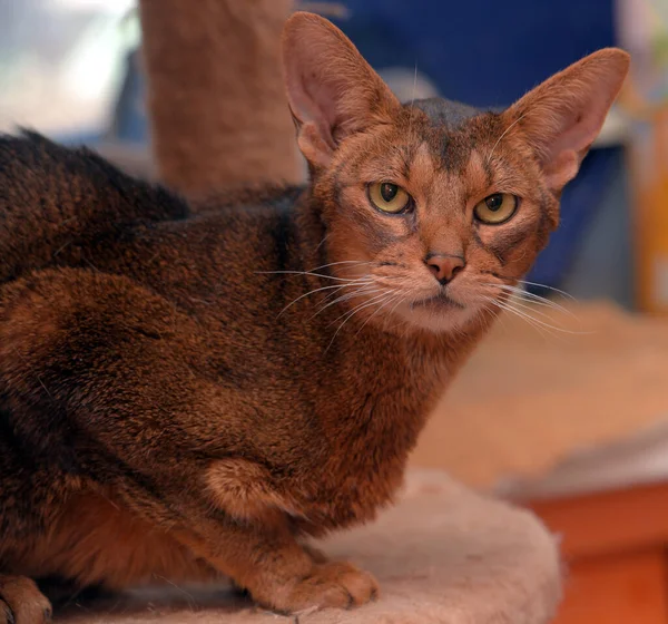 Piękny Młody Abyssinian Kot Portret — Zdjęcie stockowe