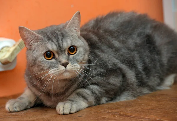 Piękny Szary Marmur Szkocki Kot Pomarańczowymi Oczami — Zdjęcie stockowe