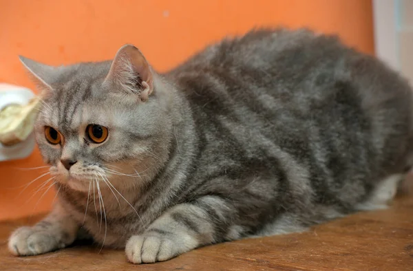 Beau Chat Écossais Marbre Gris Aux Yeux Orange — Photo