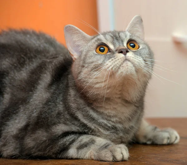 Όμορφη Γκρι Μαρμάρινη Σκωτσέζικη Γάτα Πορτοκαλί Μάτια — Φωτογραφία Αρχείου