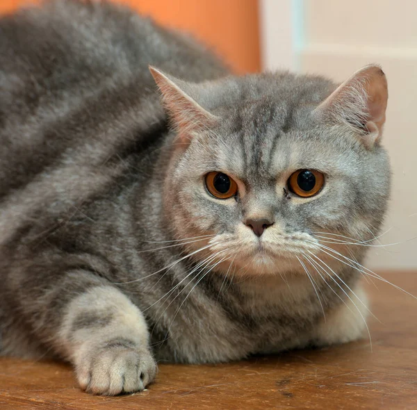 Όμορφη Γκρι Μαρμάρινη Σκωτσέζικη Γάτα Πορτοκαλί Μάτια — Φωτογραφία Αρχείου