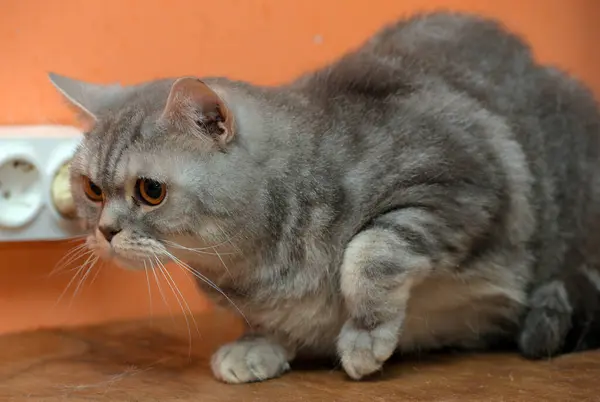 Beautiful Gray Marble Scottish Cat Orange Eyes — Stock Photo, Image