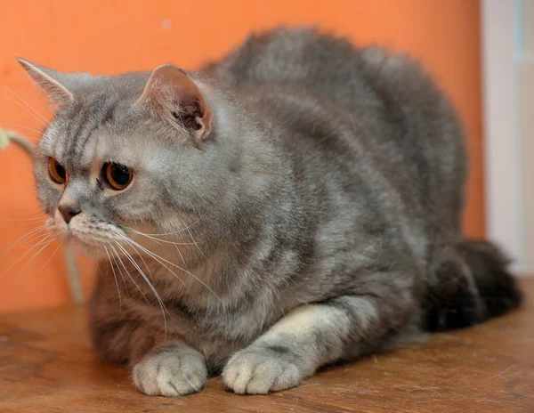 Krásná Šedá Mramorová Skotská Kočka Oranžovýma Očima — Stock fotografie