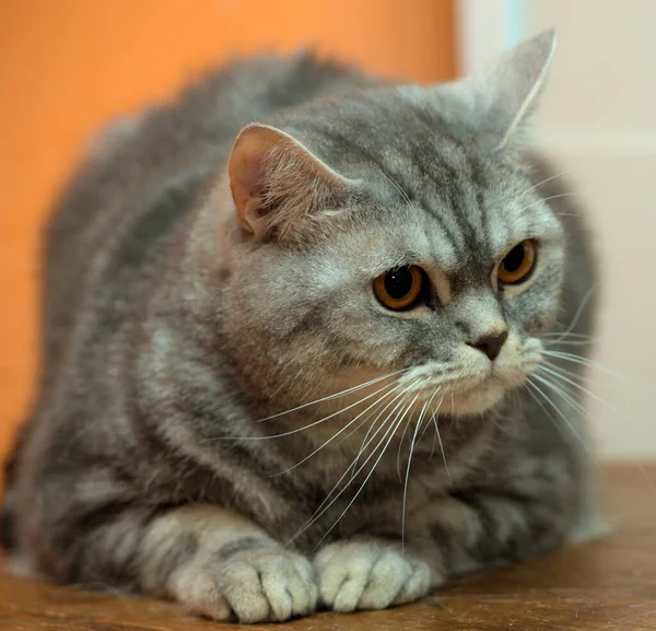 Vacker Grå Marmor Skotsk Katt Med Orange Ögon — Stockfoto