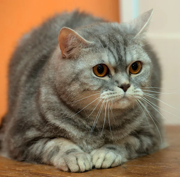 Vacker Grå Marmor Skotsk Katt Med Orange Ögon — Stockfoto