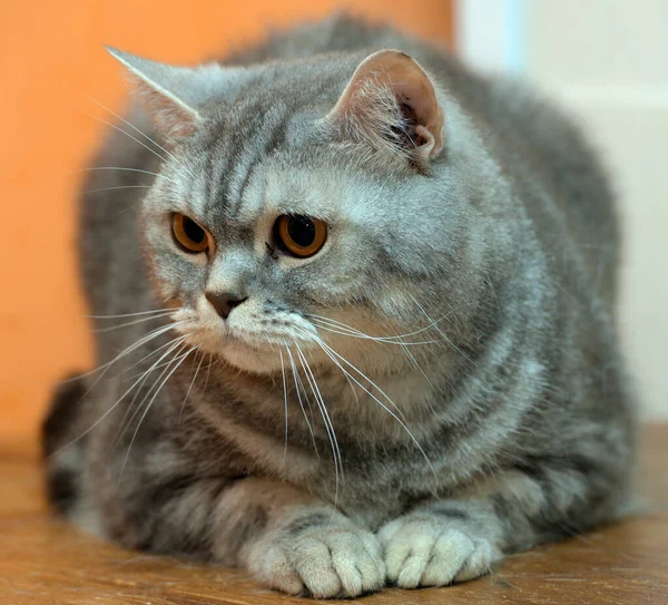 Hermoso Gris Mármol Escocés Gato Con Naranja Ojos —  Fotos de Stock