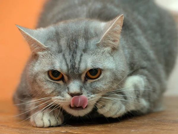 Vacker Grå Marmor Skotsk Katt Med Orange Ögon — Stockfoto