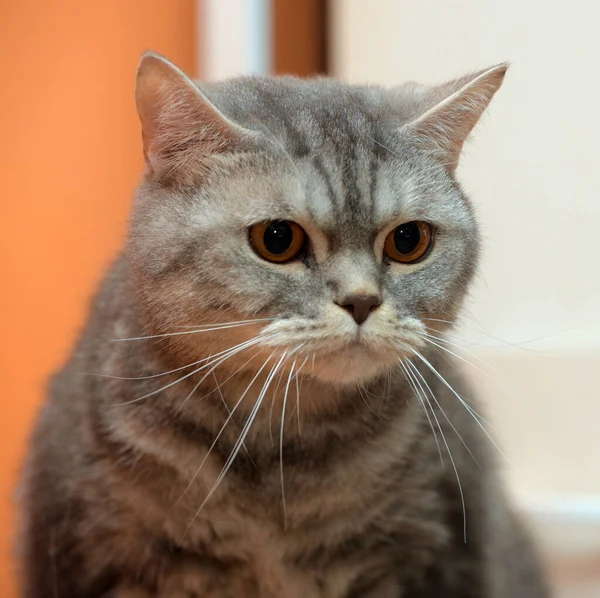 Belo Gato Escocês Mármore Cinza Com Olhos Laranja — Fotografia de Stock
