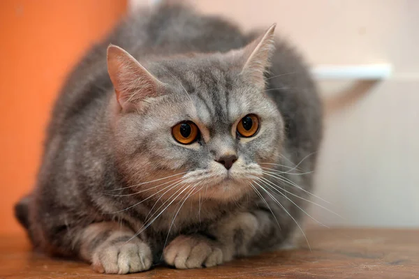 Hermoso Gris Mármol Escocés Gato Con Naranja Ojos —  Fotos de Stock