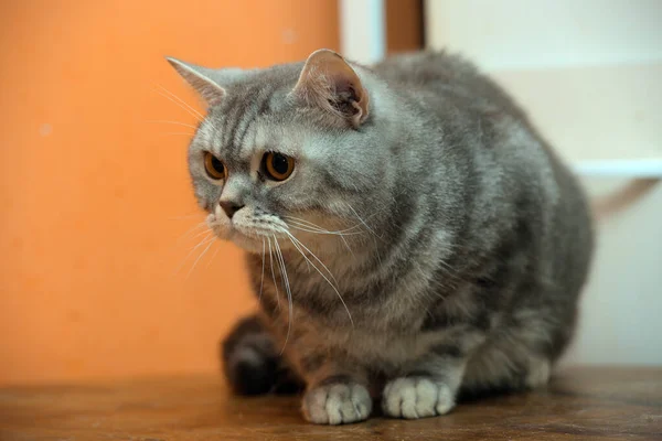 Красивий Сірий Мармуровий Шотландський Кіт Помаранчевими Очима — стокове фото