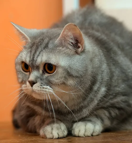 Hermoso Gris Mármol Escocés Gato Con Naranja Ojos —  Fotos de Stock