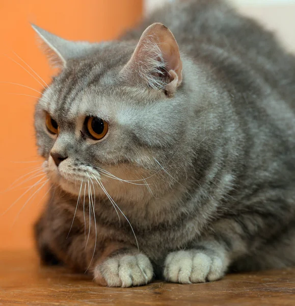 Belo Gato Escocês Mármore Cinza Com Olhos Laranja — Fotografia de Stock