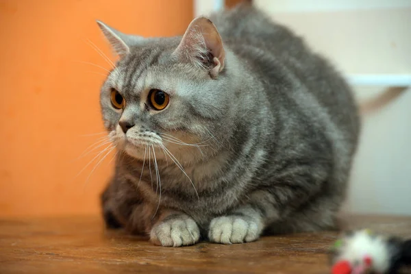 Belo Gato Escocês Mármore Cinza Com Olhos Laranja — Fotografia de Stock