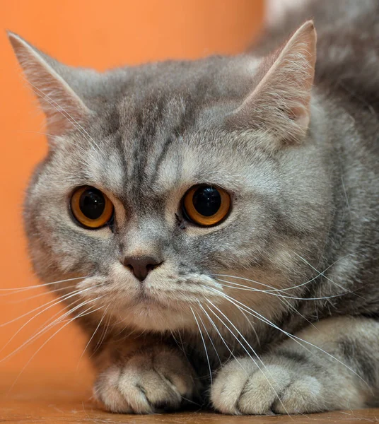 Belo Gato Escocês Mármore Cinza Com Olhos Laranja — Fotografia de Stock