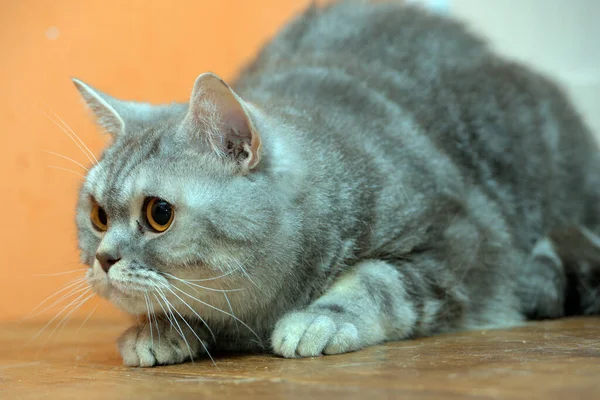 Beautiful Gray Marble Scottish Cat Orange Eyes — Stock Photo, Image