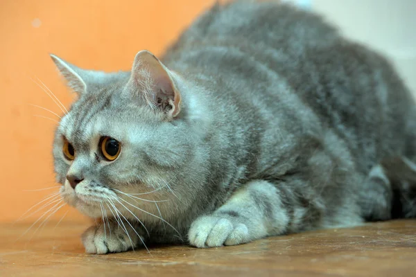 Hermoso Gris Mármol Escocés Gato Con Naranja Ojos —  Fotos de Stock