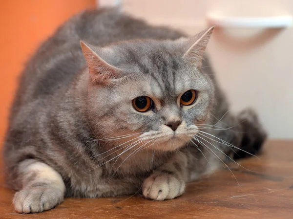 Beau Chat Écossais Marbre Gris Aux Yeux Orange — Photo