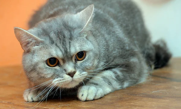 Vacker Grå Marmor Skotsk Katt Med Orange Ögon — Stockfoto