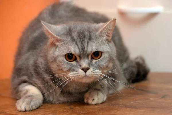 Belo Gato Escocês Mármore Cinza Com Olhos Laranja — Fotografia de Stock