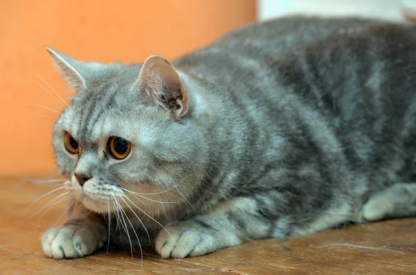 Krásná Šedá Mramorová Skotská Kočka Oranžovýma Očima — Stock fotografie