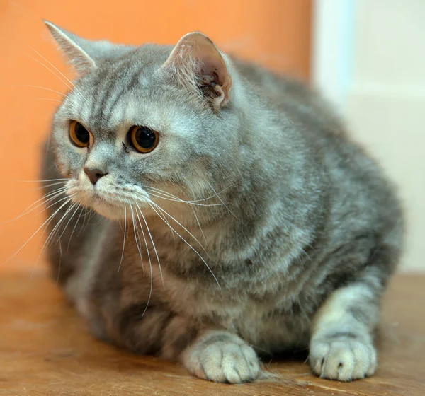 Vacker Grå Marmor Skotsk Katt Med Orange Ögon — Stockfoto