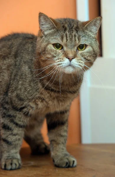 Vacker Skotsk Katt Med Gula Ögon — Stockfoto