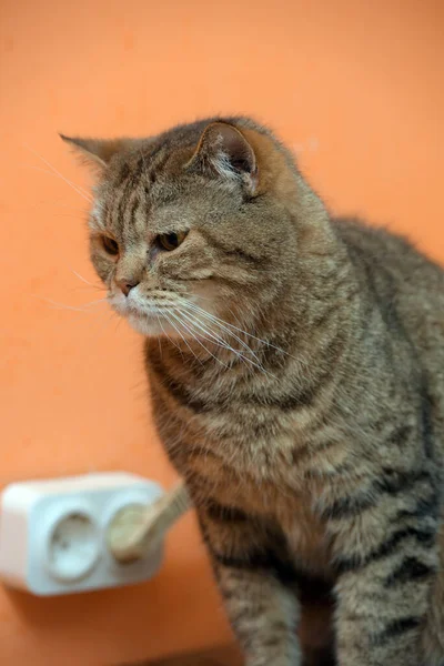 Beautiful Scottishstraight Cat Yellow Eyes — Stock Photo, Image