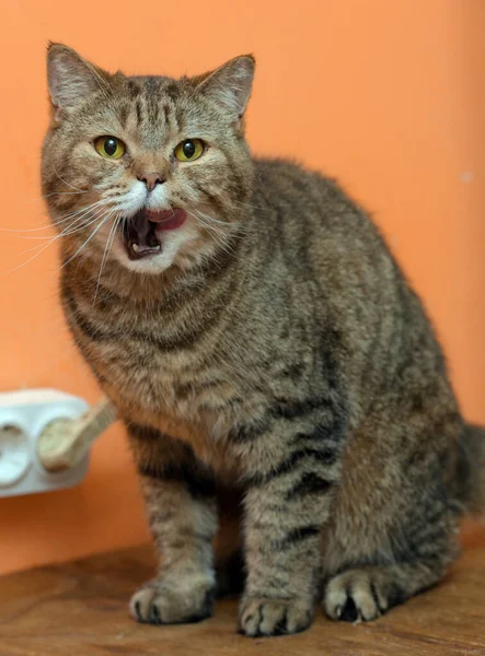 Beautiful Scottishstraight Cat Yellow Eyes — Stock Photo, Image