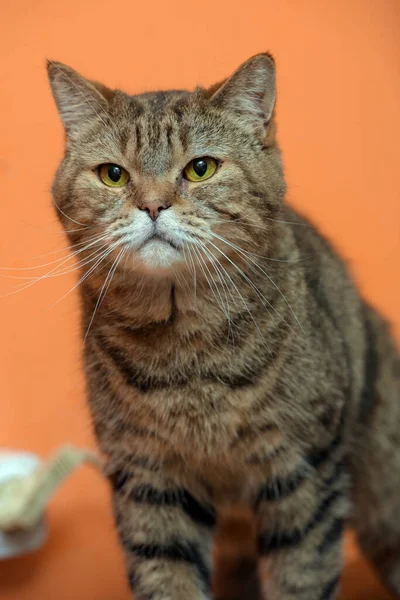 Piękny Kot Szkocki Żółtymi Oczami — Zdjęcie stockowe