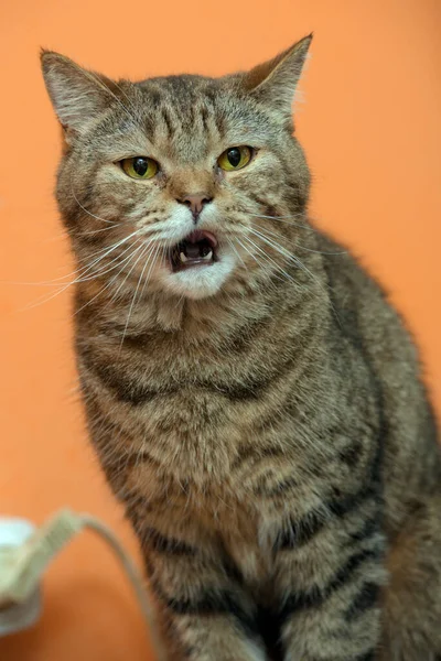Hermoso Scottishstraight Gato Con Amarillo Ojos —  Fotos de Stock