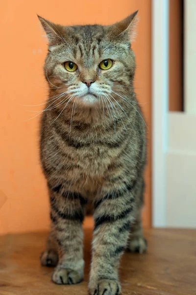 아름다운 스코티시폴드 고양이 — 스톡 사진