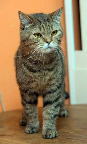 Bonito Scottishstraight Gato Com Olhos Amarelos — Fotografia de Stock