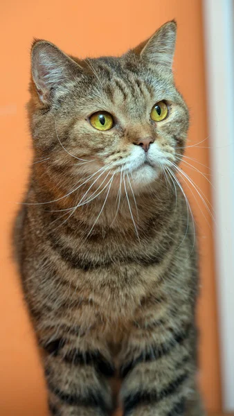 Mooie Schotse Rechte Kat Met Gele Ogen — Stockfoto