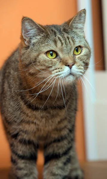 Bonito Scottishstraight Gato Com Olhos Amarelos — Fotografia de Stock