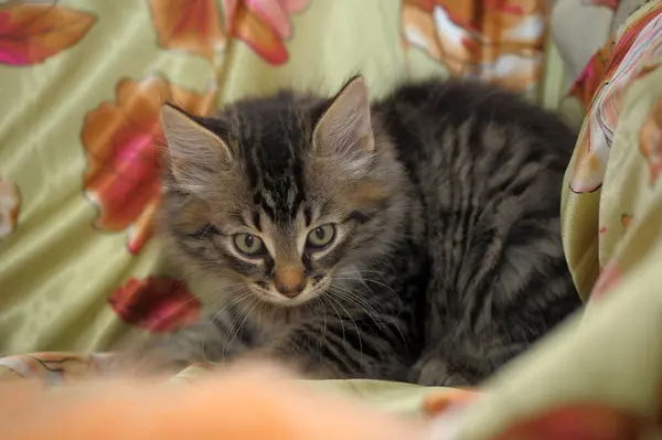 Bonito Bonito Marrom Siberiano Gatinho — Fotografia de Stock