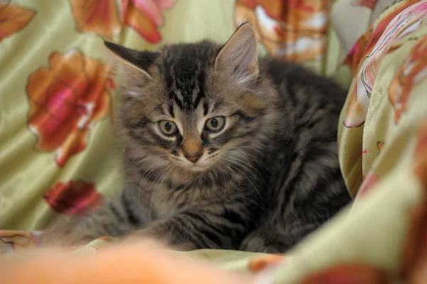 Mooie Schattige Bruine Siberische Kitten — Stockfoto