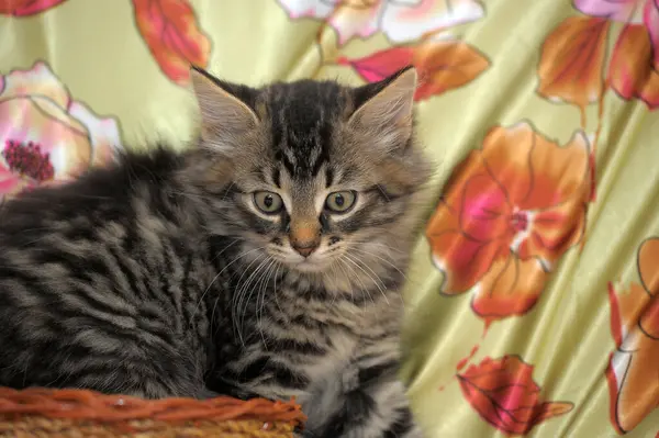 Bonito Bonito Marrom Siberiano Gatinho — Fotografia de Stock