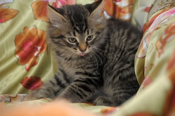 Piękne Słodkie Brązowy Syberyjski Kotek — Zdjęcie stockowe