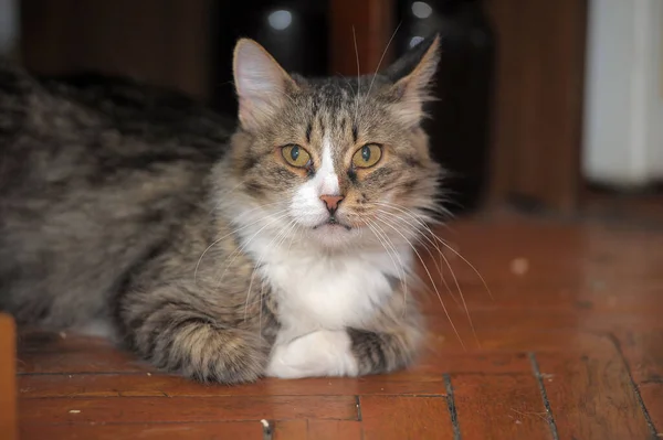 Gato Marrom Branco Fofo Abrigo Animal — Fotografia de Stock