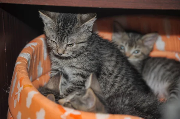 Trochę Słodkie Brązowe Kociaki Razem — Zdjęcie stockowe