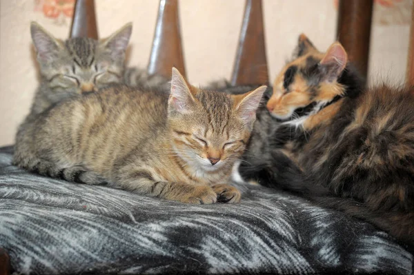 Petits Chatons Bruns Mignons Ensemble — Photo