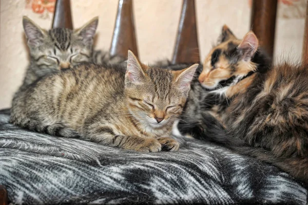 Petits Chatons Bruns Mignons Ensemble — Photo