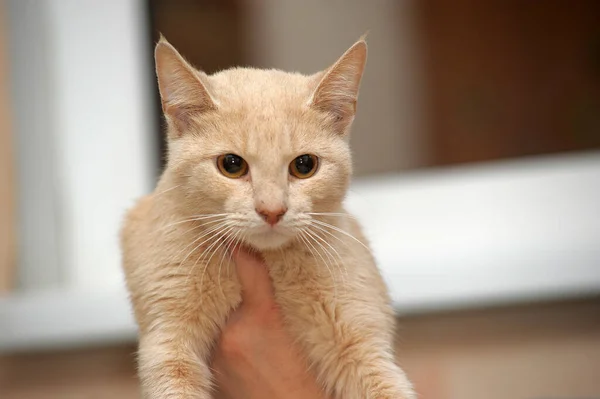 Genç Açık Kırmızı Kısa Boylu Kedi — Stok fotoğraf