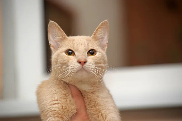 Joven Lindo Luz Rojo Taquigrafía Gato —  Fotos de Stock