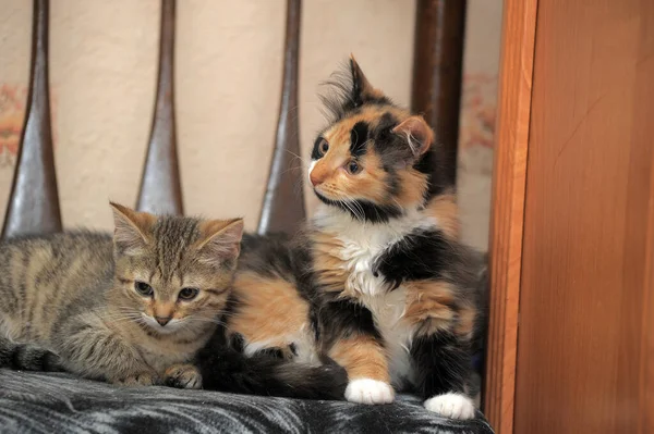 Deux Chatons Mignons Sur Une Chaise Ensemble — Photo