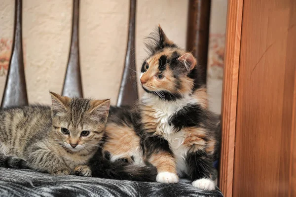 Twee Schattige Kittens Samen Een Stoel — Stockfoto